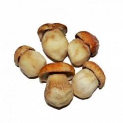 BOLETUS EDULIS ENTERO 1ª...